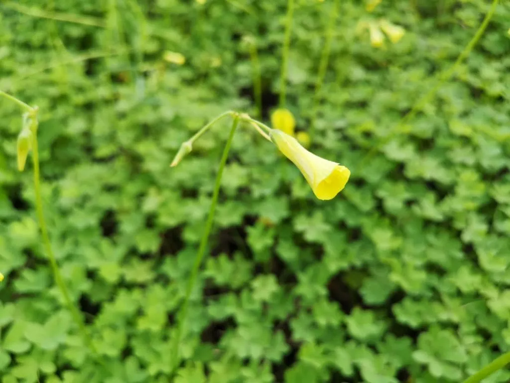 Flor cerrada de "vinagrillo" (Oxalis pes-caprae) sobre un fondo de hojas verdes. Autor: Viaje a Edén.