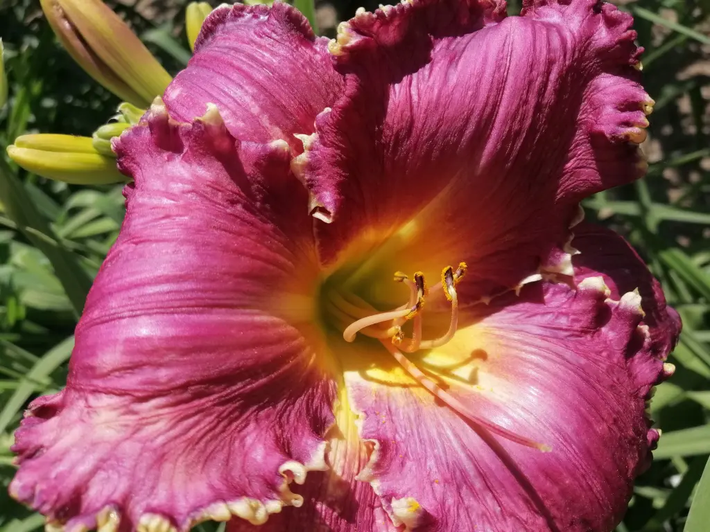 Primer plano de una flor de hemerocallis en el jardín botánico de málaga