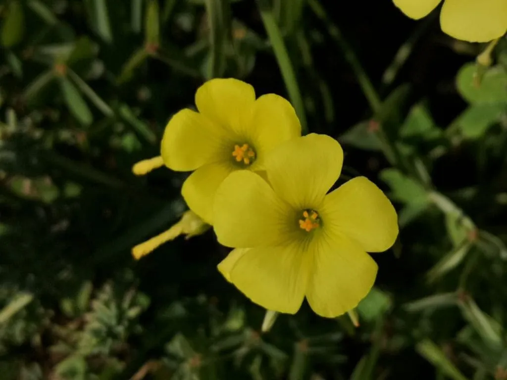 Flores de vinagrito, con sus pistilos anaranjados y su hermoso color amarillo. Autor: Viaje a Edén