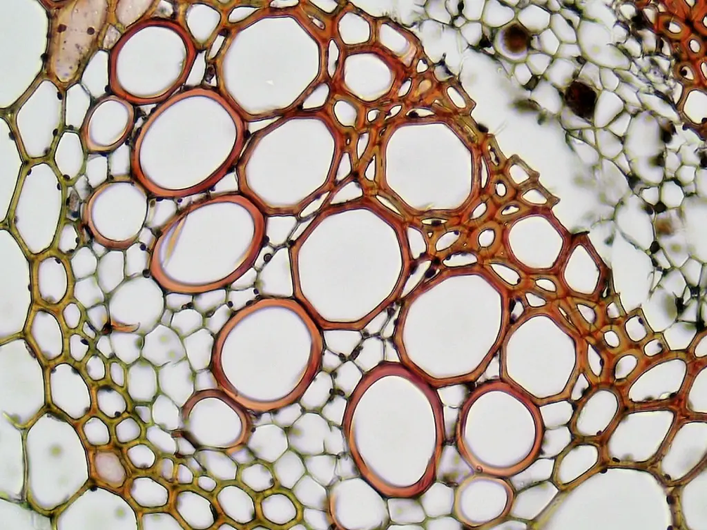 Tallo joven de girasol al microscopio