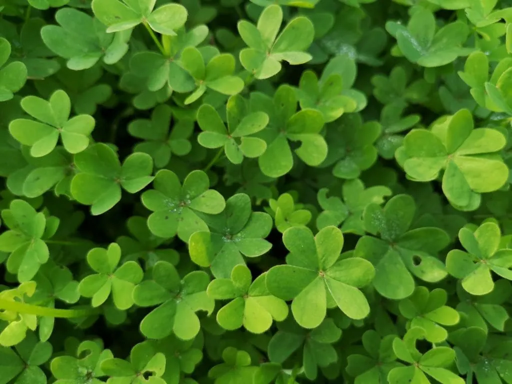 Hojas trifoliadas de vinagrito de un verde intenso con una luz hermosa. Autor: viaje a edén
