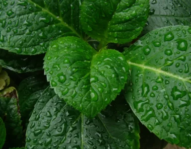 Hojas de hortensia cubierta de gotas de lluvia