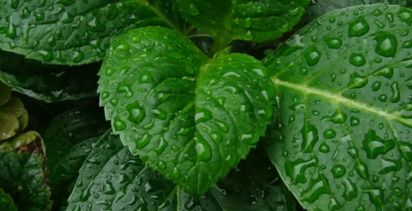 Hojas de hortensia cubierta de gotas de lluvia