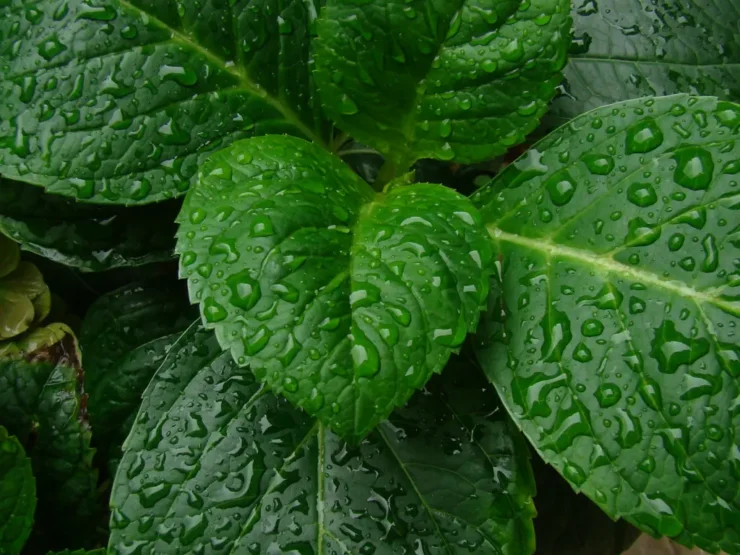 Hojas de hortensia cubierta de gotas de lluvia