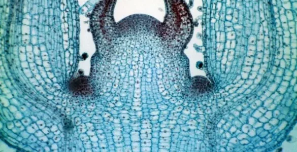 Foto al microscopio de un meristemo del género Coleus