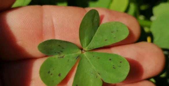 Primer plano de una hoja de vinagrito se puede observar su parecido al trébol. Autor: Viaje a Edén