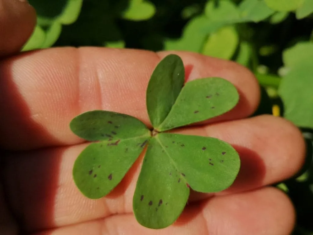 Primer plano de una hoja de vinagrito se puede observar su parecido al trébol. Autor: Viaje a Edén