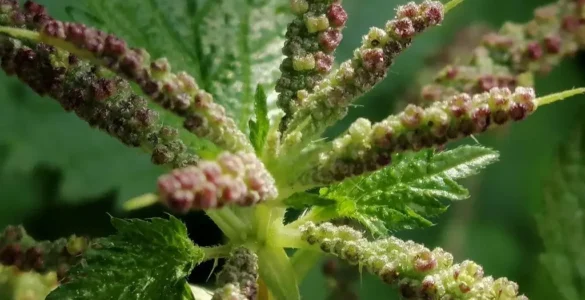 Primer plano de una flor de angiosperma (Urtiga Dioica)