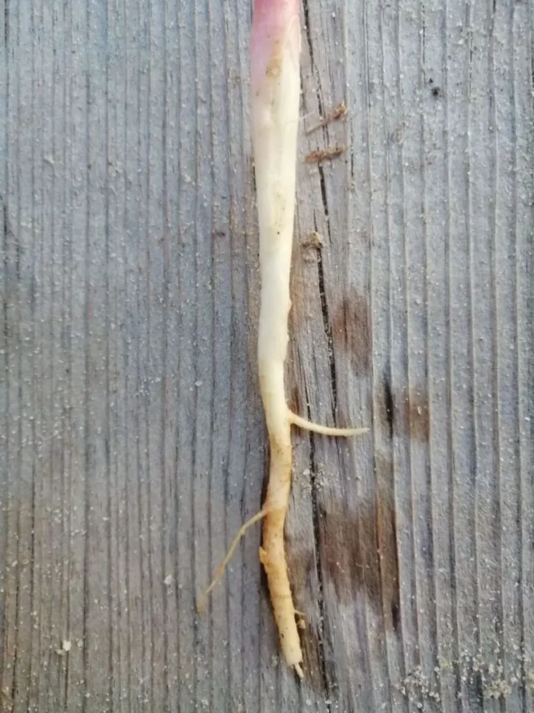 Primer plano de la raíz joven de un bledo (Amaranthus retroflexus). Autor: Viaje a Edén.