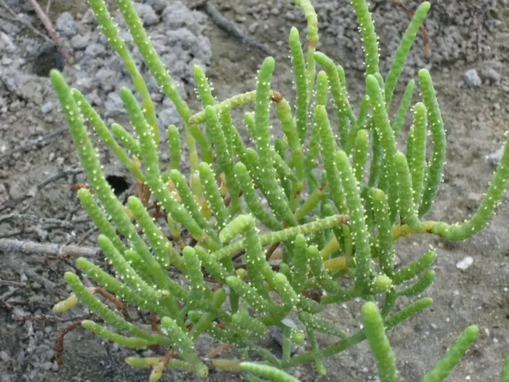 Detalle de un ejemplar florecido de Salicornia Ramosissima