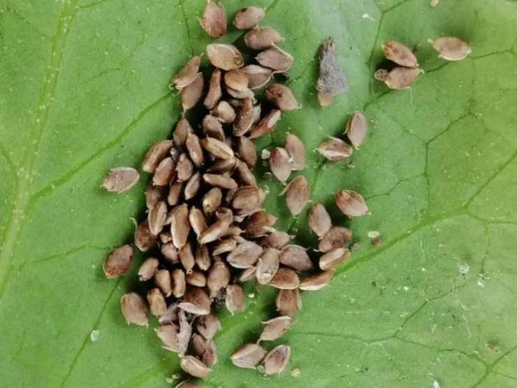Semillas de bledo o amaranto (Amaranthus retroflexus). Autor: Viaje a Edén.
