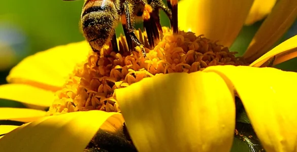 Primer plano de una abeja polinizando una flor amarilla