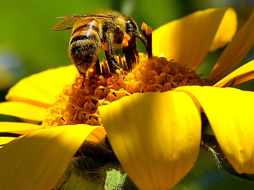 Primer plano de una abeja polinizando una flor amarilla