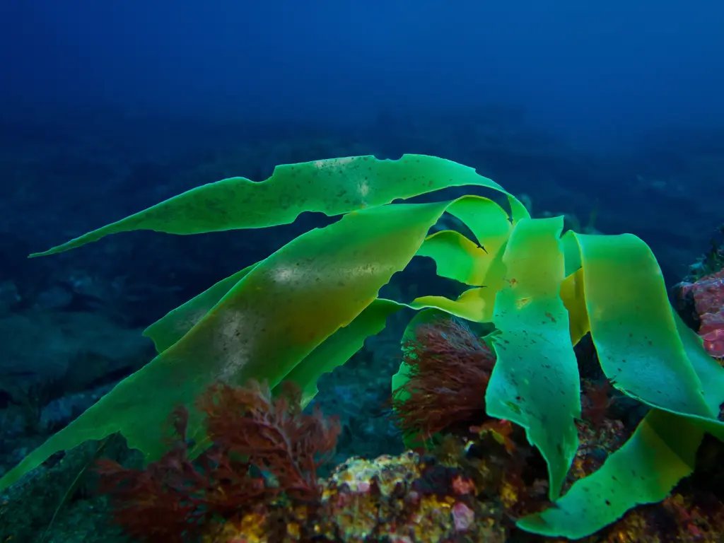 una gran alga de la especie Phyllariopsis brevipes fotografiada bajo el mar