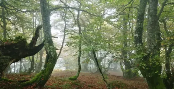 Foto en color de un bosque de latifoliadas, las mayorías hayas en Ventaniellia, consejo de Ponga