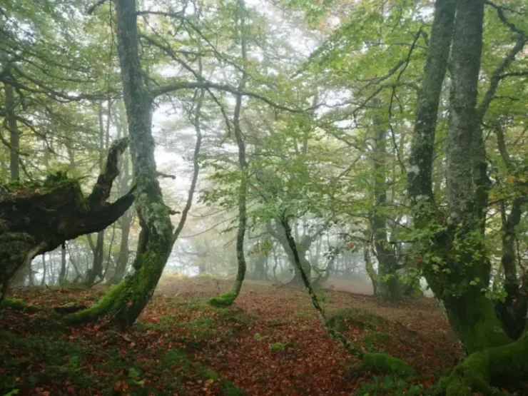Foto en color de un bosque de latifoliadas, las mayorías hayas en Ventaniellia, consejo de Ponga