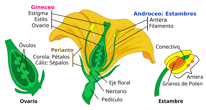 diagrama de las partes de una flor