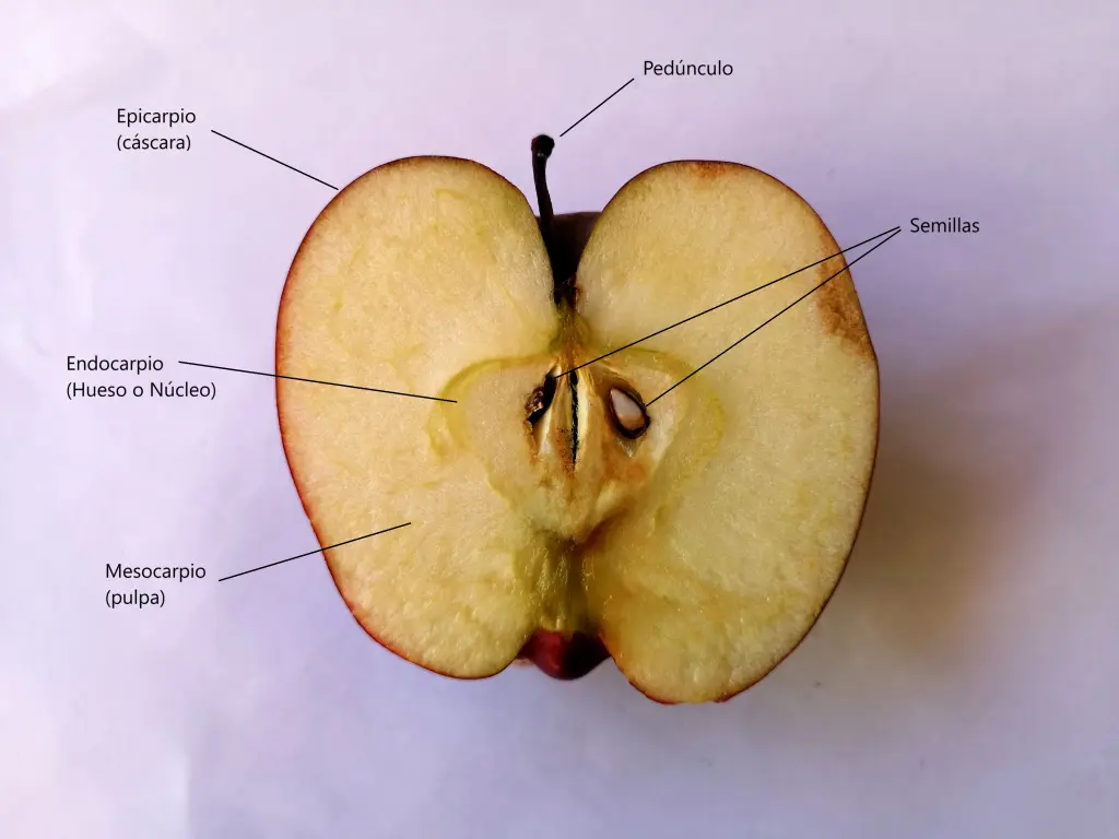 Diagrama con las partes de un fruto realizado con la foto de una sección de una manzana