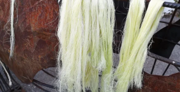 Mechas de fibra bruta de agave apoyada sobre un tendedor de hierro