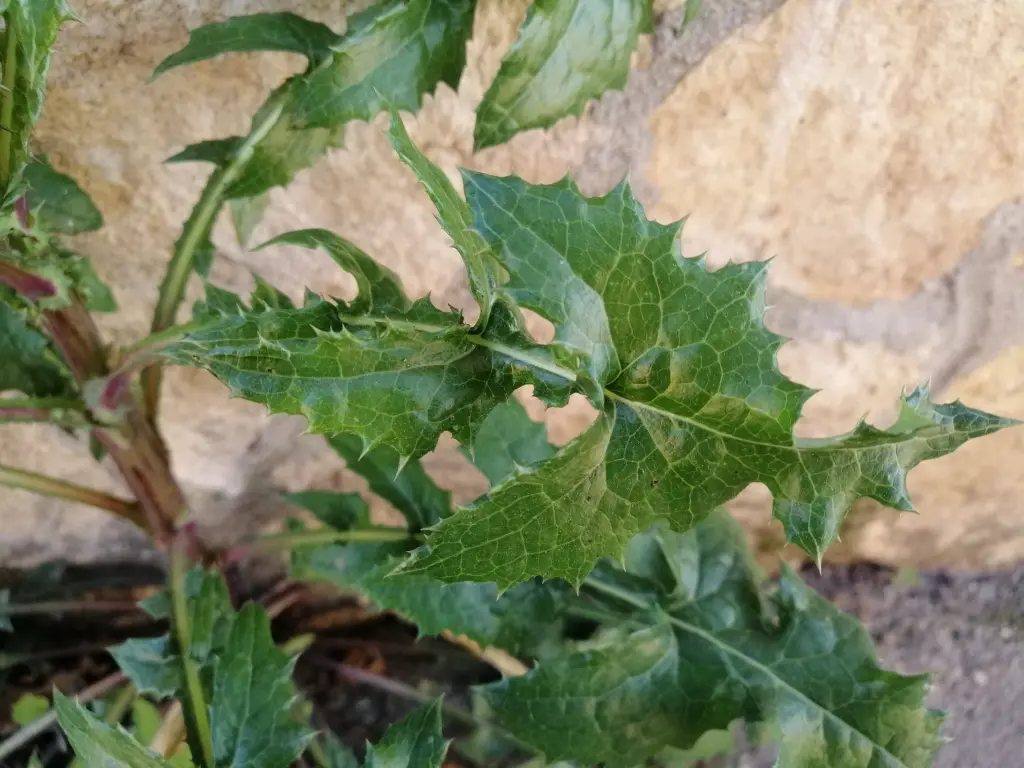 primer plano de una hoja de Sonchus Asper