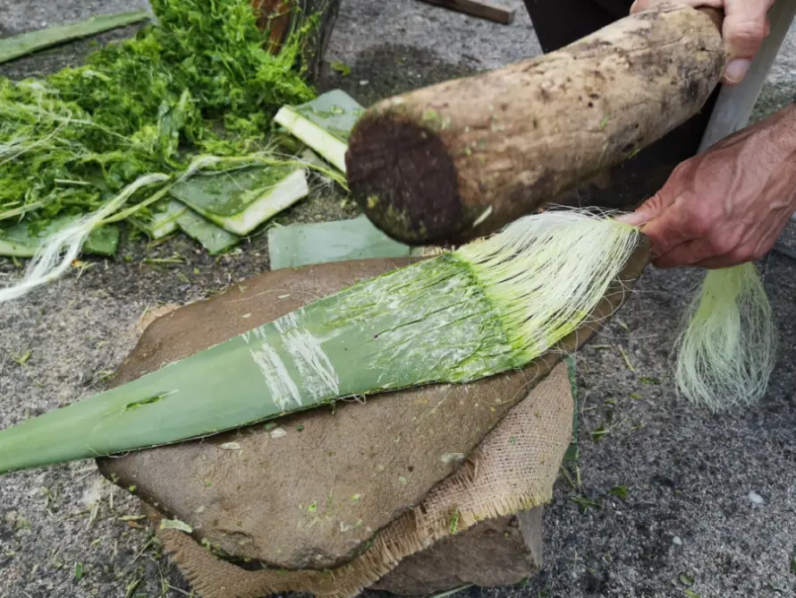 Primer plano de las manos de un hombre procediendo al machado de Agave