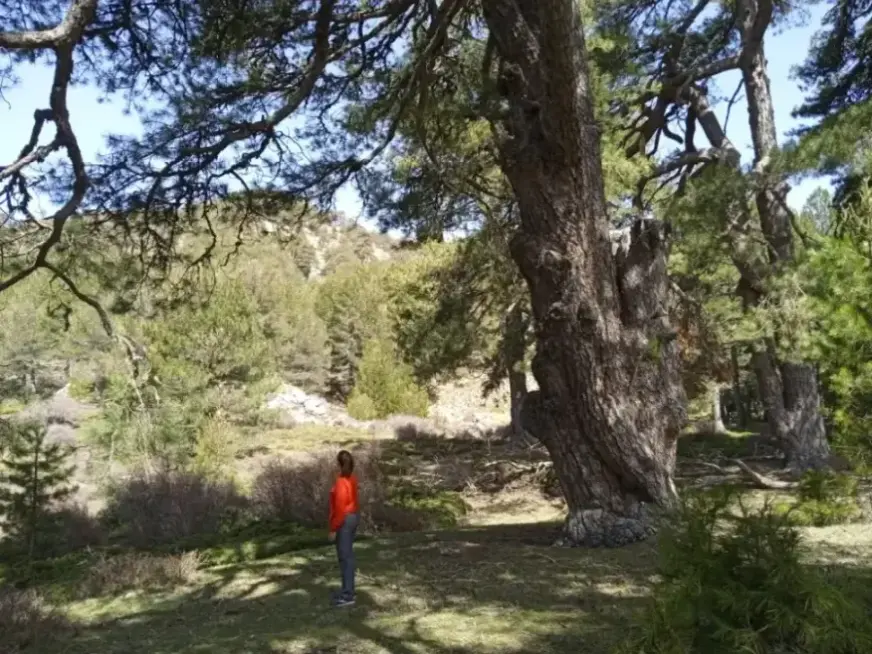 ejemplo de tallo leñoso o tronco de planta vascular, especie Pinus Niger