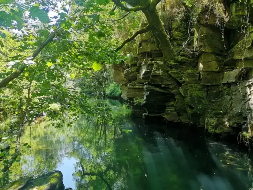 Plantas vasculares creciendo en la ribera de un río en Galicia