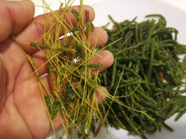 En primer plano mano sujetando hebras durante la preparación de salicornia, al fondo un plato lleno de Salicornia lista