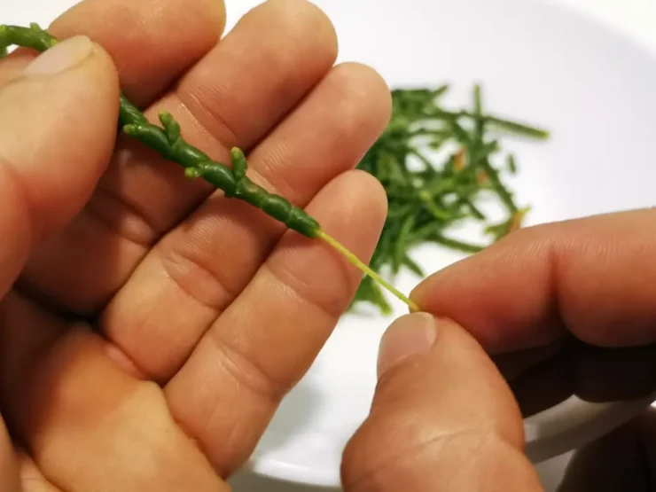 en primer plano dos manos quitando hebra de una rama de Salicornia