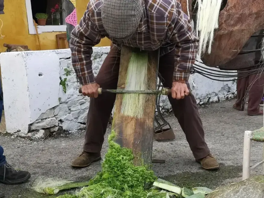 Hombre practicando el raspado de una hoja de Agave con método tradicional portugués