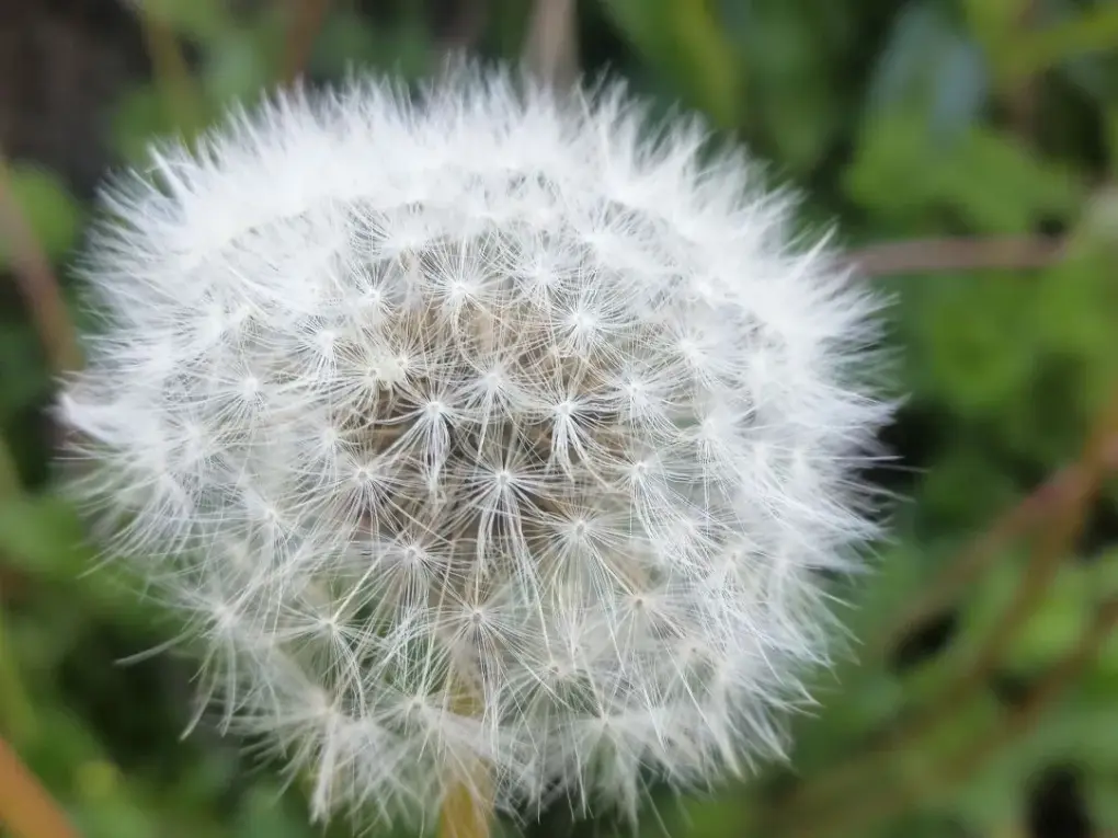 aquenios de(Taraxacum officinale) listos para ser dispersados por el viento.