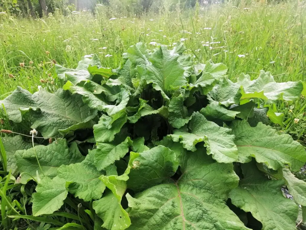 Arctium Minus con conjunto de hojas basales, destacando su tamaño y forma característica de la planta.