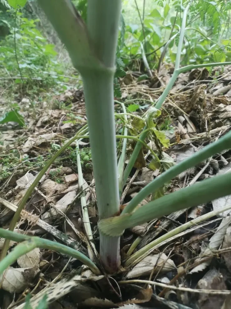 Base del tallo de cicuta (Conium maculatum), mostrando su grueso tallo con manchas violetas