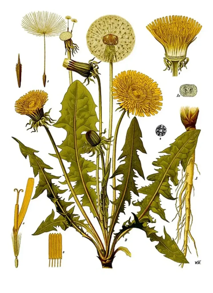 Dibujo científico taraxacum officinale, detallando raíz, tallo, hojas dentadas, flor amarilla y aquenios con vilanos para dispersión.