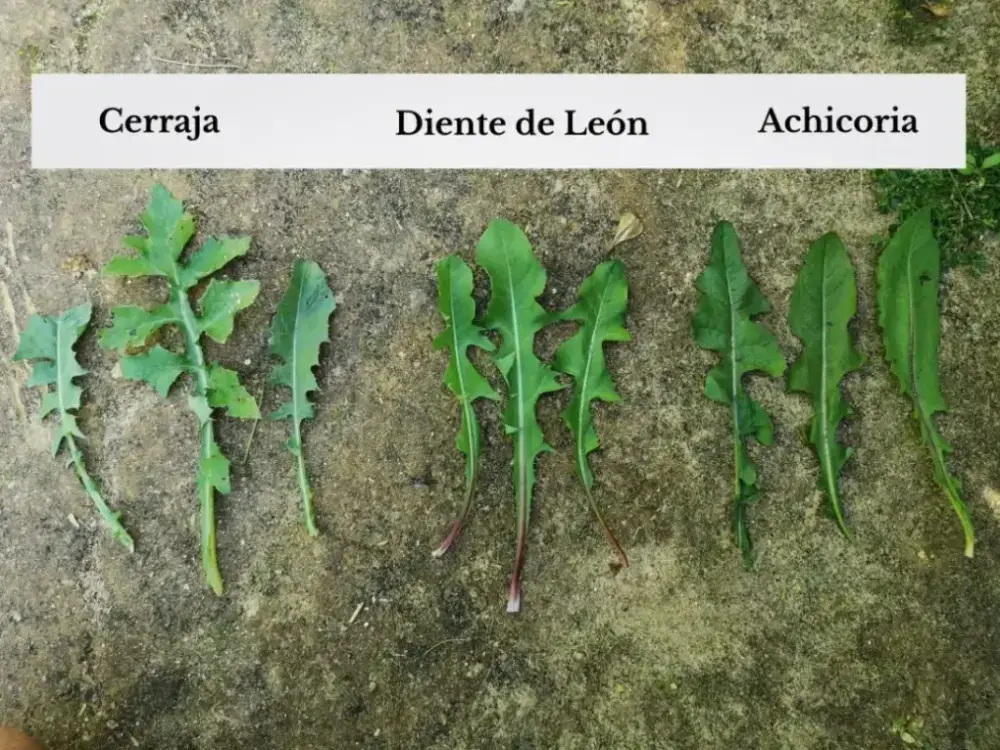 Comparación de hojas: diente de león con bordes profundamente dentados, cerraja con lóbulos irregulares y achicoria serrada.