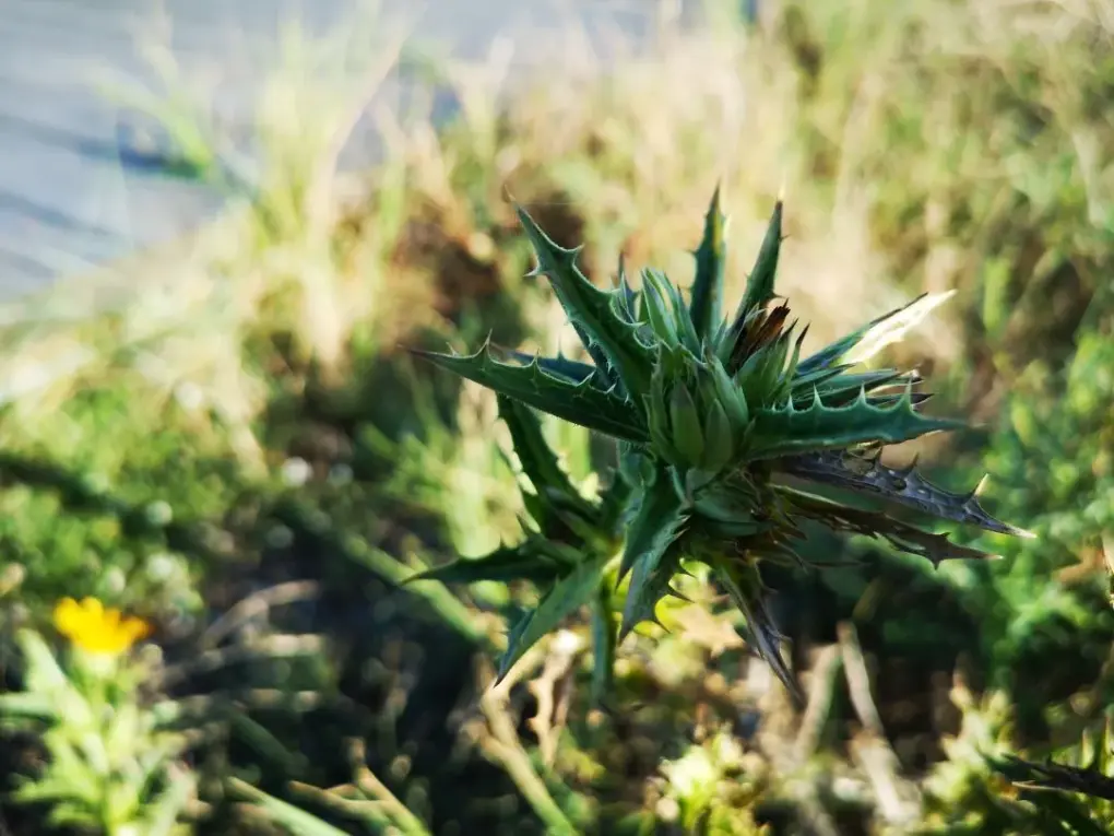 Capullo de flor de Tagarnina antes de abrirse, con sus brácteas espinosas protegiendo la futura flor amarilla característica