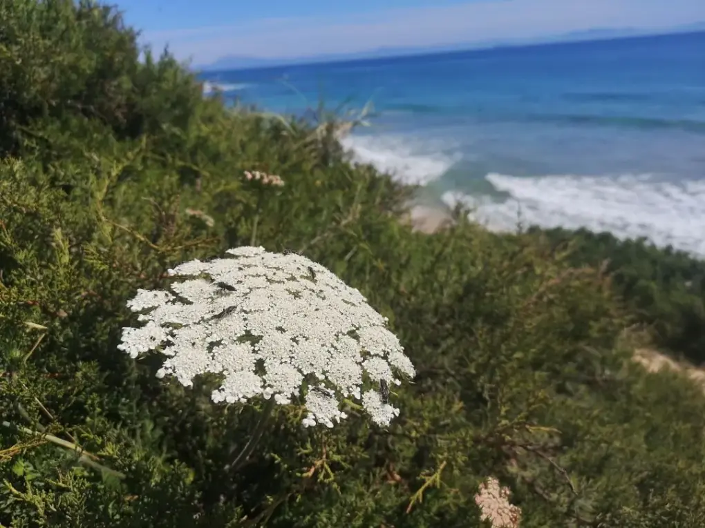 Flor de Daucus carota con mar de fondo, destacando su forma delicada y pétalos blancos.