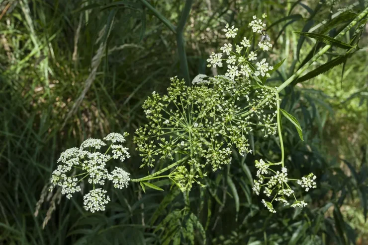 Flores de cicuta (Conium maculatum) agrupadas en pequeñas umbelas, destacando su aspecto