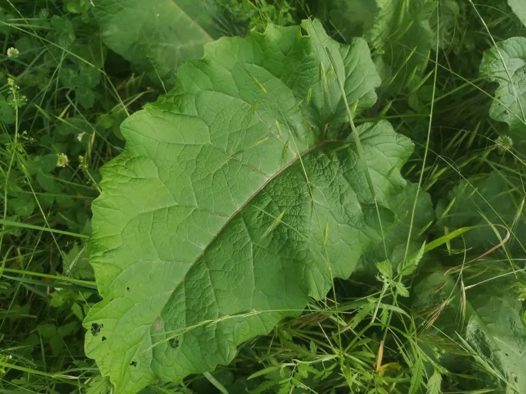 Arctium Minus mostrando una hoja basal grande, típica de la planta, con su característico borde irregular