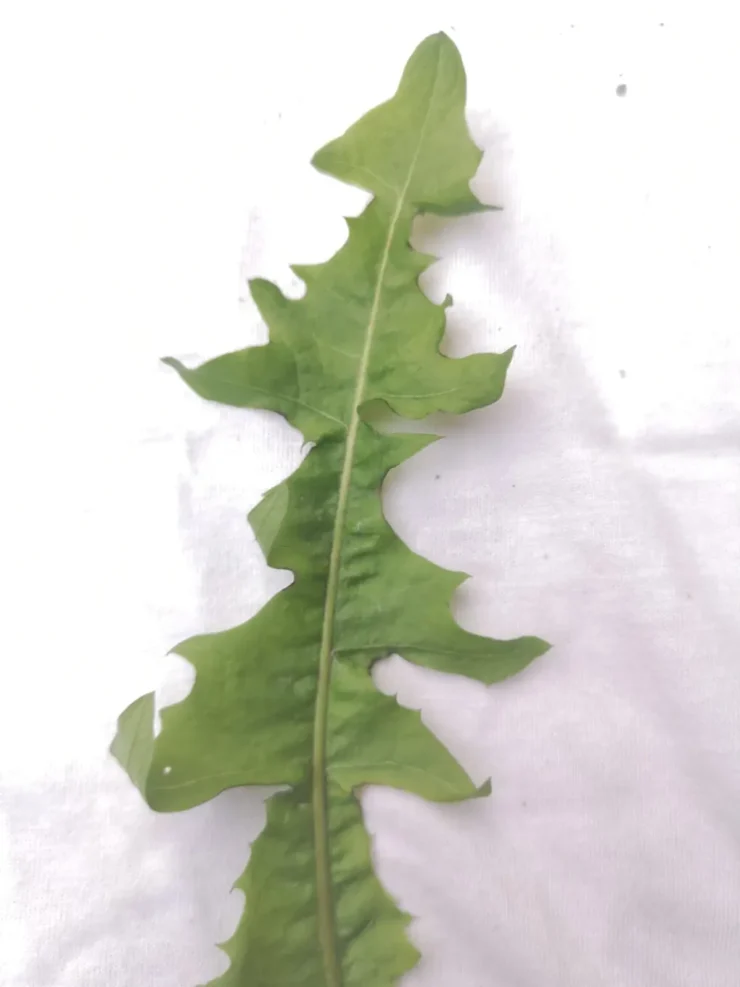 Hoja dentada de diente de león (Taraxacum officinale) sobre fondo blanco, mostrando su forma característica