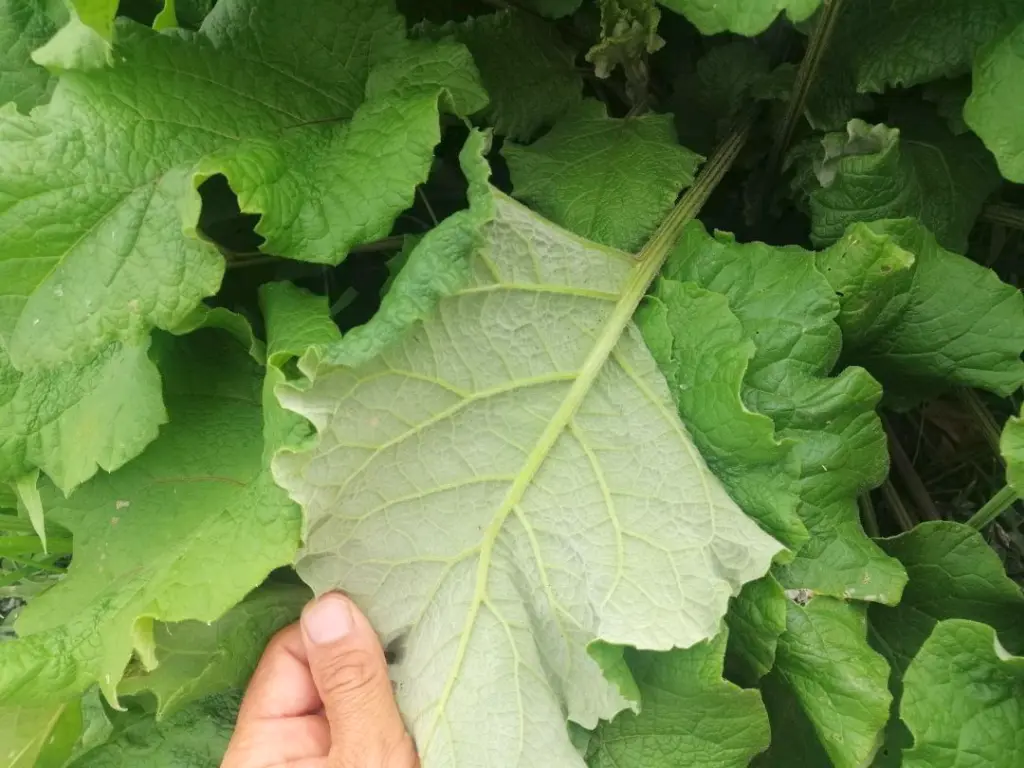 Arctium Minus mostrando la hoja basal del revés, destacando su textura rugosa y color característico.