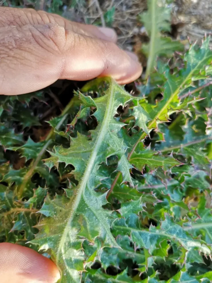 Hojas punzantes de Tagarnina con espinas afiladas a lo largo del borde, un rasgo distintivo de esta planta comestible