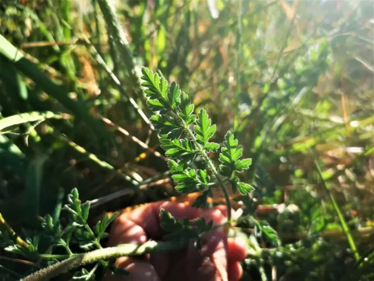 Hoja de Daucus carota, mostrando su forma compuesta y nervios bien definidos.