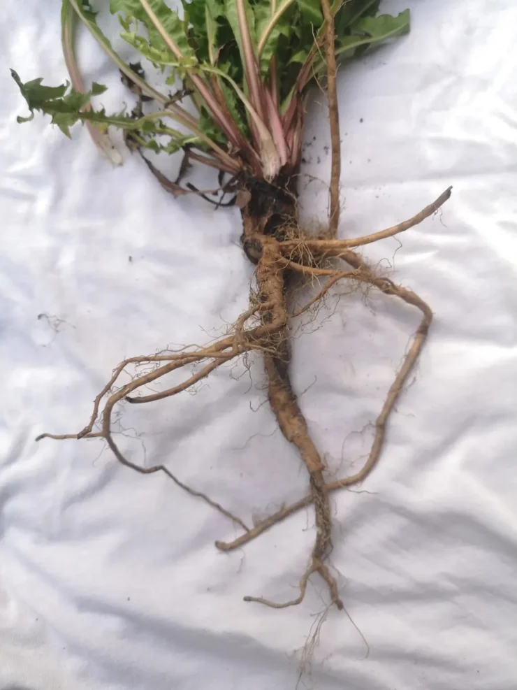 Raíz de diente de león (Taraxacum officinale) sobre fondo blanco, mostrando su forma fibrosa.