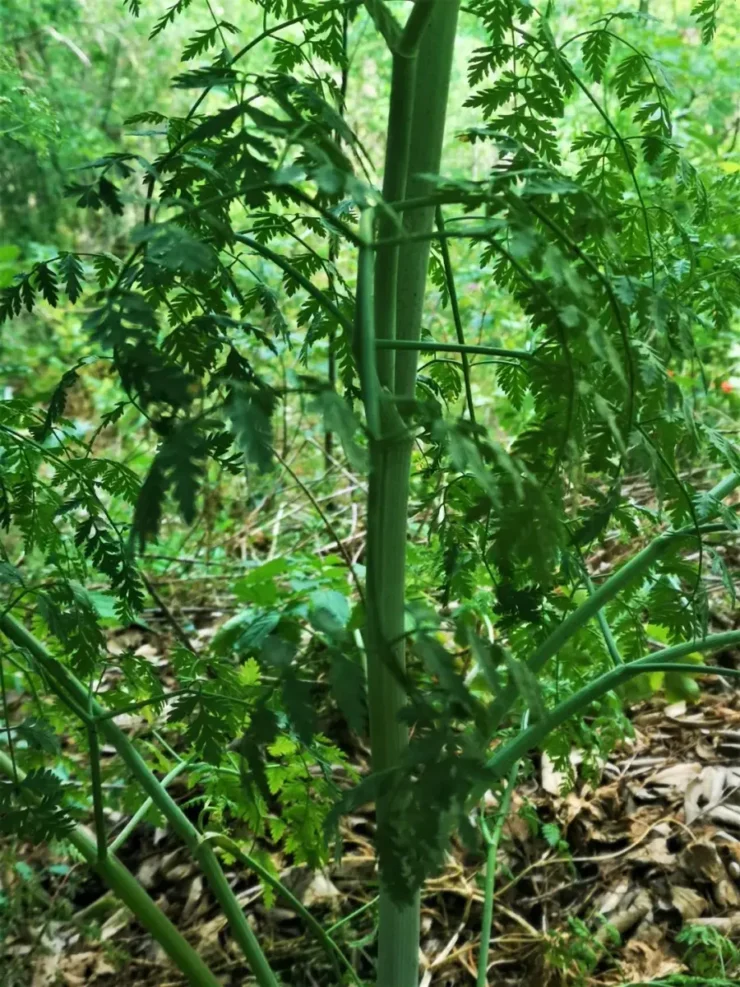 Tallo de cicuta (Conium maculatum), maculado con manchas violetas y de aspecto grueso