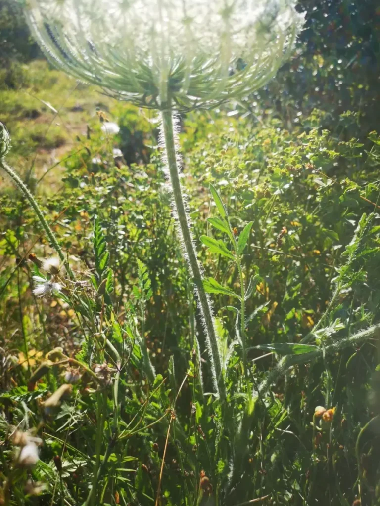 Tallo de zanahoria silvestre con bellos blancos y rígidos en su superficie