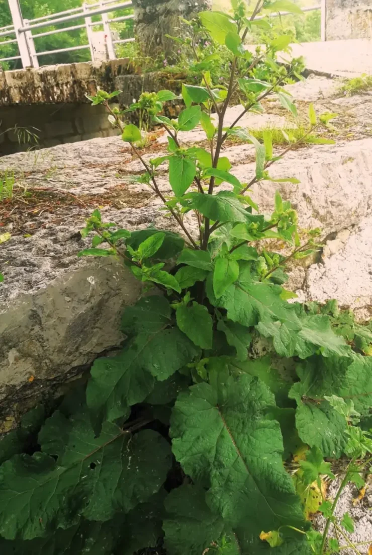 Arctium Minus mostrando hojas basales y su tallo floral, típico de esta planta en su fase de crecimiento