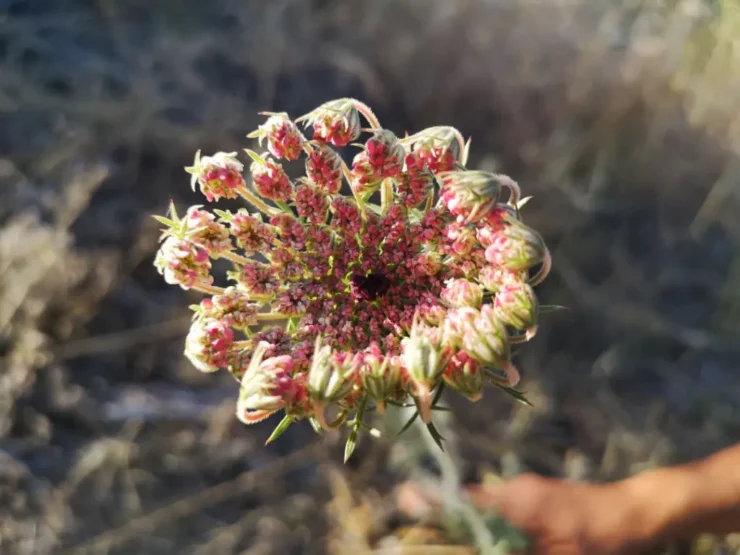 Flor rosada de Daucus carota abriéndose, mostrando su bello interior.