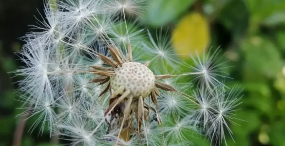 Semillas de diente de león (Taraxacum officinale) flotando al viento en un campo.