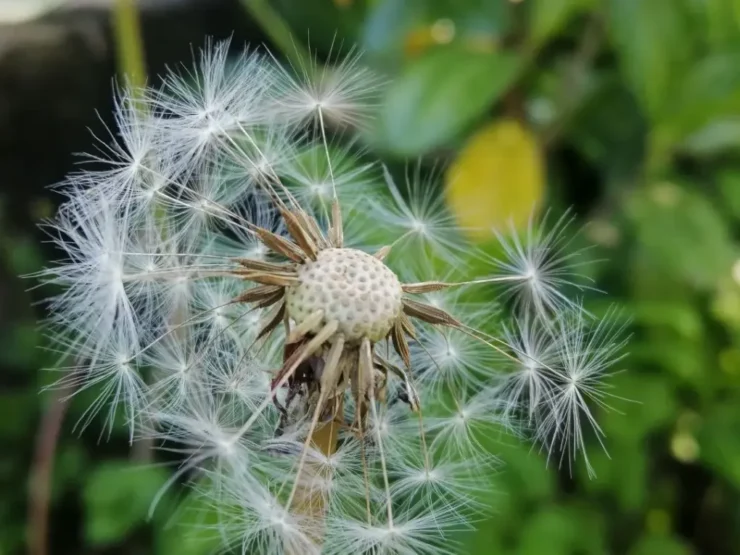 Semillas de diente de león (Taraxacum officinale) flotando al viento en un campo.